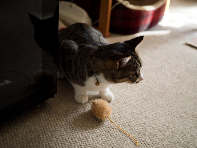 ���ͤ���25