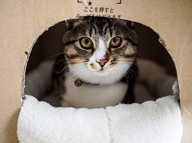 ���ͤ���12