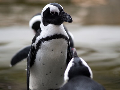 �͎ߎݎ��ގ�