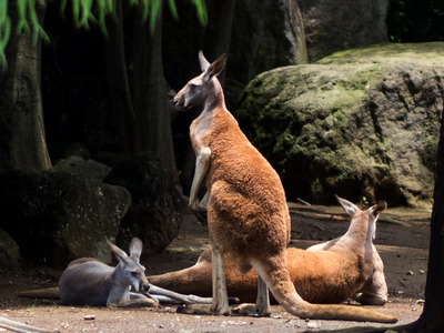 アカカンガルー