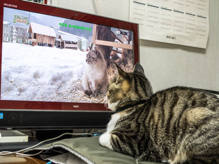 ���ͤ���6