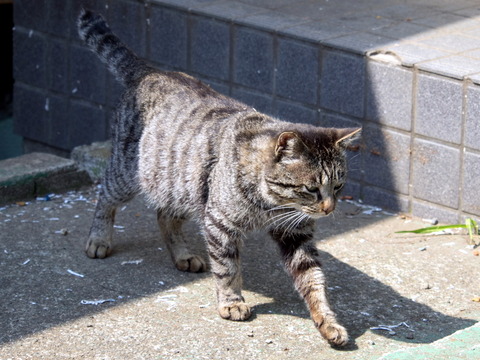 ���ĸ���17