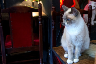 �Ȏ�����5