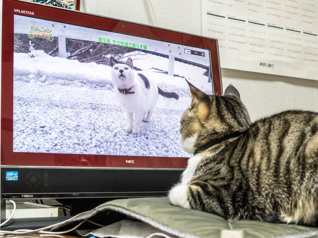 ���ͤ���7