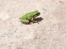 ���ώ��ގ���