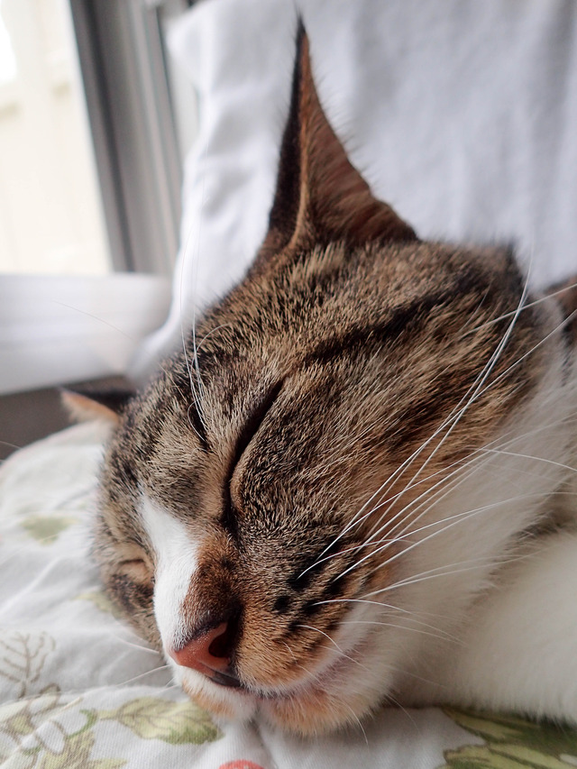 ���ͤ���1