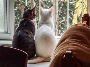 ���礦�ΰ�ǭ