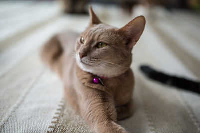 ǭ���̎����ڎ���14