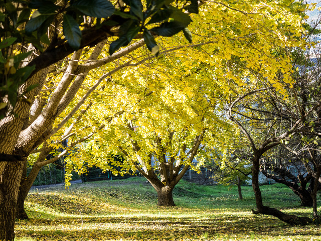 ��ˡ������2