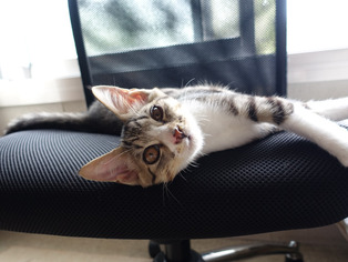 ���ͤ���86