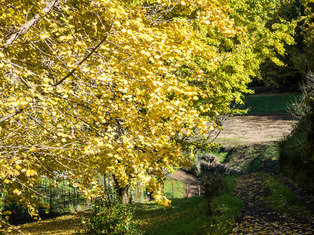 ��ˡ������4