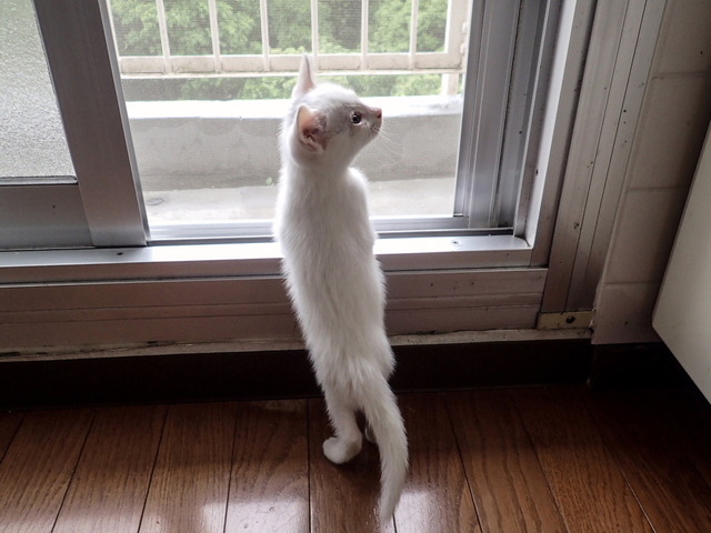 �ߥߤ����1