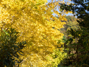 ��ˡ������3