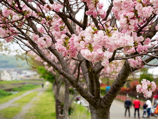 いつもの散歩道