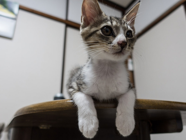 ���ͤ���47