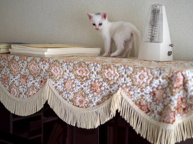 �ߥߤ����12