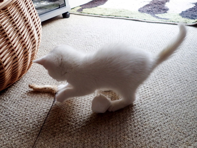 �ߥߤ����9