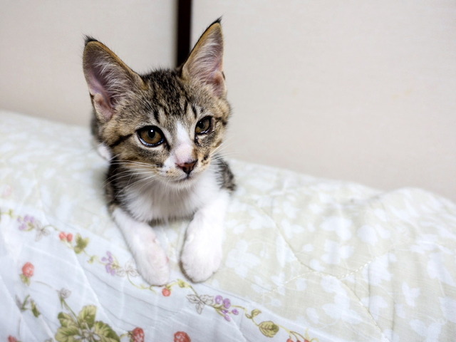 ���ͤ���38