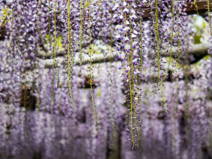 ���ĸ���17