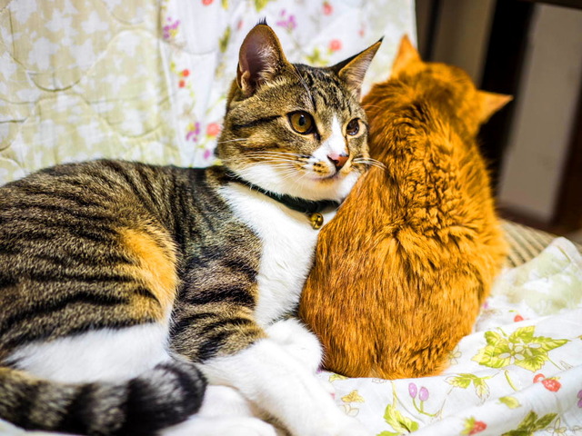 ���ͤ�������ͤ���01