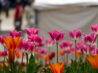 ���͸���23