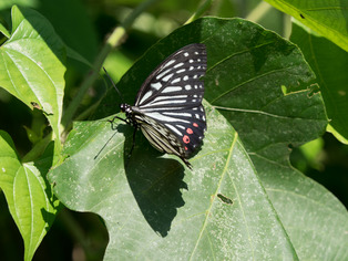 �����ܥ����ޥ���03