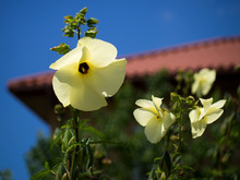 �Ďێێ�����