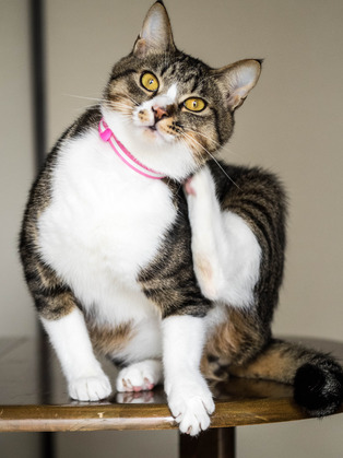 ���ͤ�����3