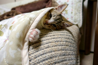 ���ͤ���10