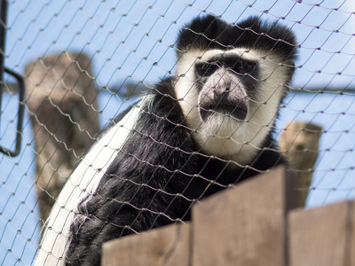 アビシニアコロブス