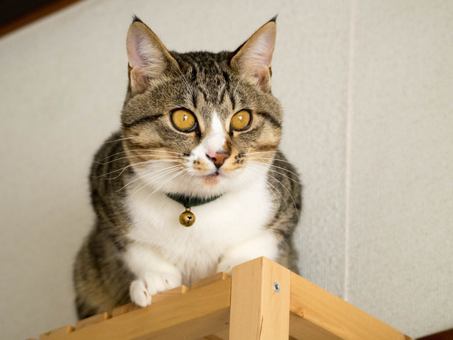 ���ͤ���8