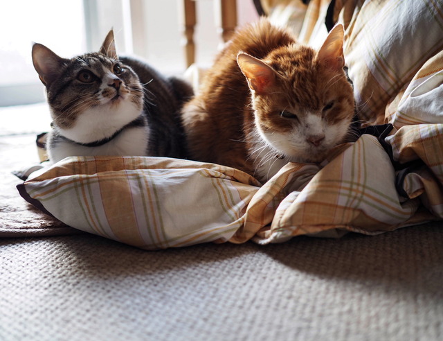 ���ͤ�����01