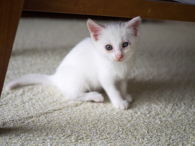 �ߥߤ����2