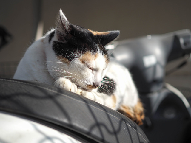 �ߡ������4