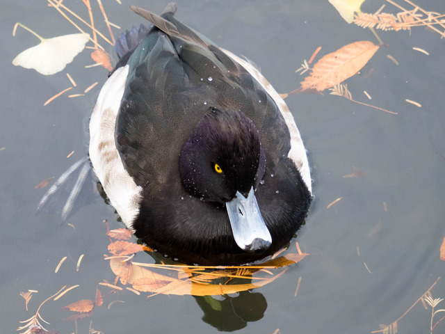 ���ݎ��ێʎ��ގ�