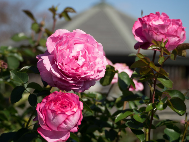 �ֺڎ��ގ��Îގ�2015.11