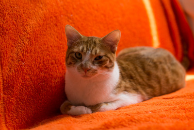 ǭ���̎����ڎ���16