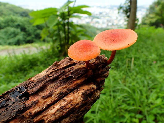 ヒメカバイロタケ