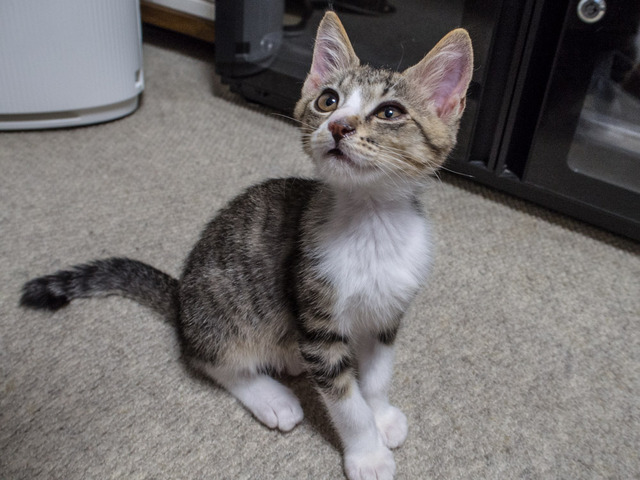 ���ͤ���40