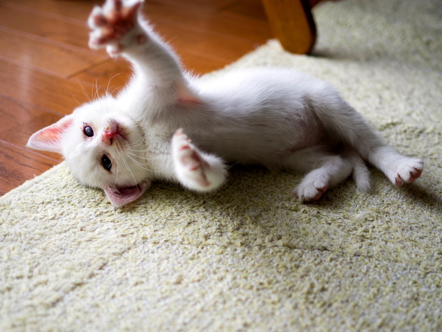 �ߥߤ����11