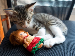 ���ͤ���53