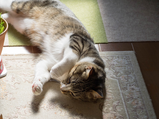 ���ͤ���13