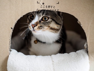 ���ͤ���11