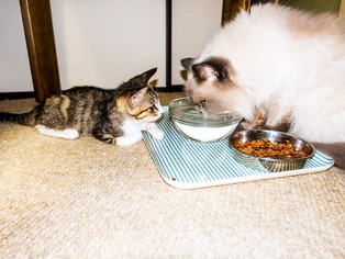 ���ͤ�Τ��03