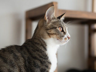 ���ͤ���5