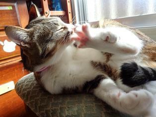 ���ͤ���7