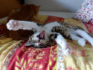 ���ͤ���82