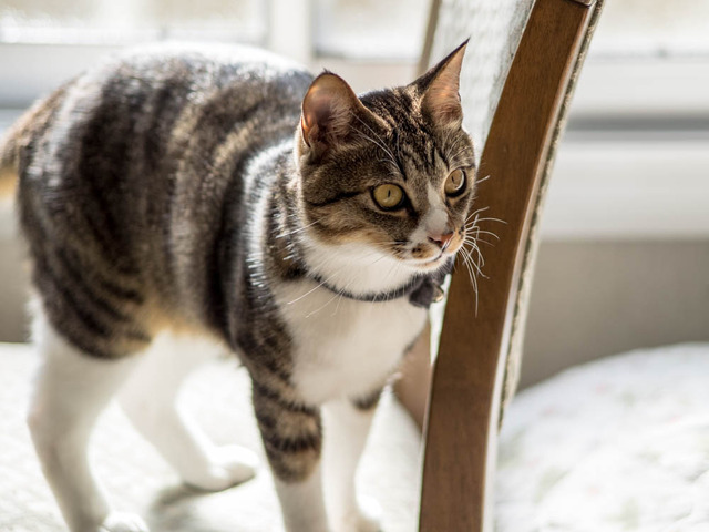 ���ͤ���6