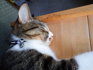 ���ͤ���4