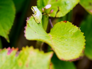 ���ώ��ގ���13